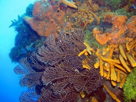 IMG 3319 Corals and Sponges